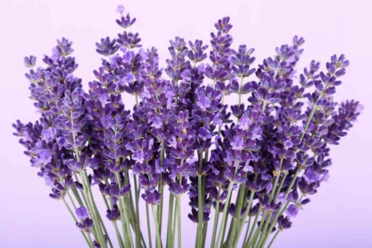 L’impiego di queste piante aromatiche repellenti rappresenta una strategia naturale, sicura e sostenibile per combattere l’infestazione