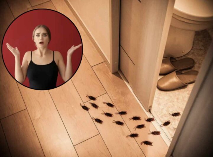 Questi insetti, oltre a essere sgradevoli ospiti, rappresentano un serio rischio sanitario a causa della loro capacità di trasportare batteri