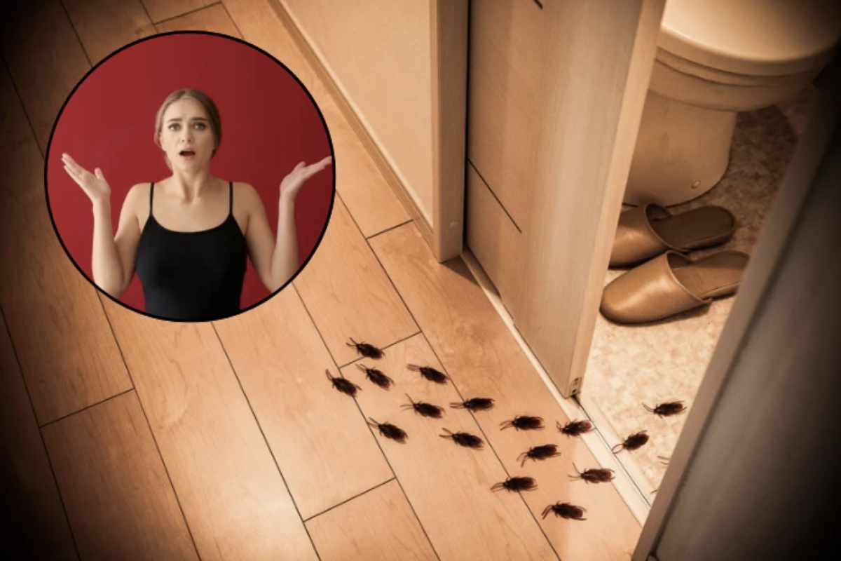 Questi insetti, oltre a essere sgradevoli ospiti, rappresentano un serio rischio sanitario a causa della loro capacità di trasportare batteri