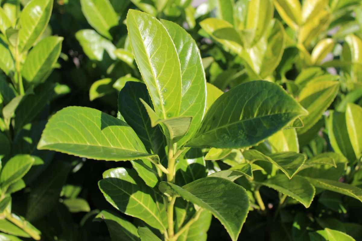 alberi sempreverdi per il tuo giardino