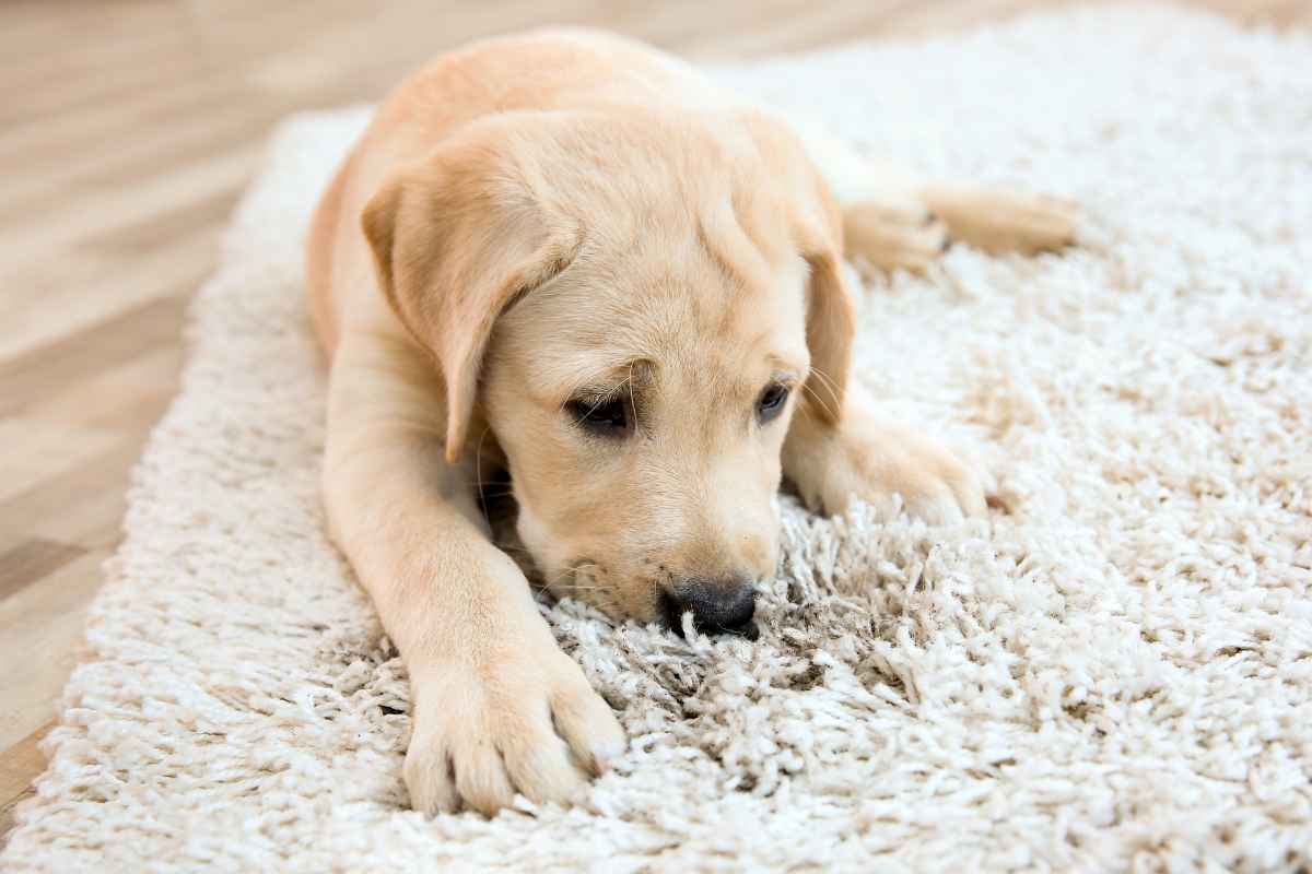 come pulire tappeto a pelo lungo