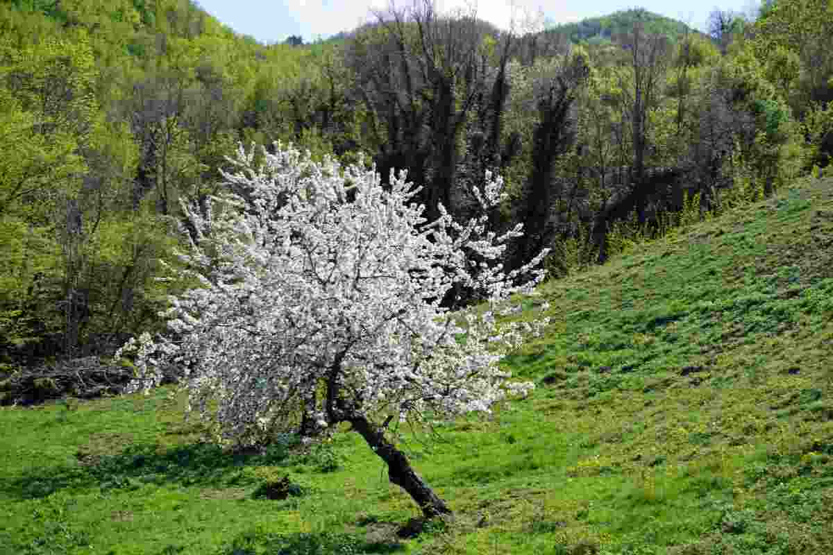 Spiagge, parchi, terme e montagne: c'è un angolo d'Italia che racchiude tutte queste bellezz, tutti i dettagli