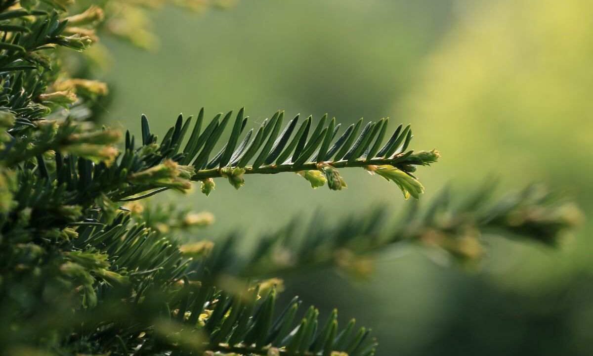 alberi sempreverdi per il tuo giardino