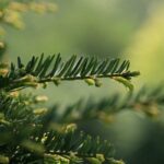 alberi sempreverdi per il tuo giardino