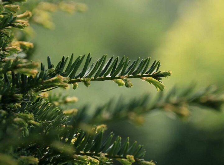 alberi sempreverdi per il tuo giardino