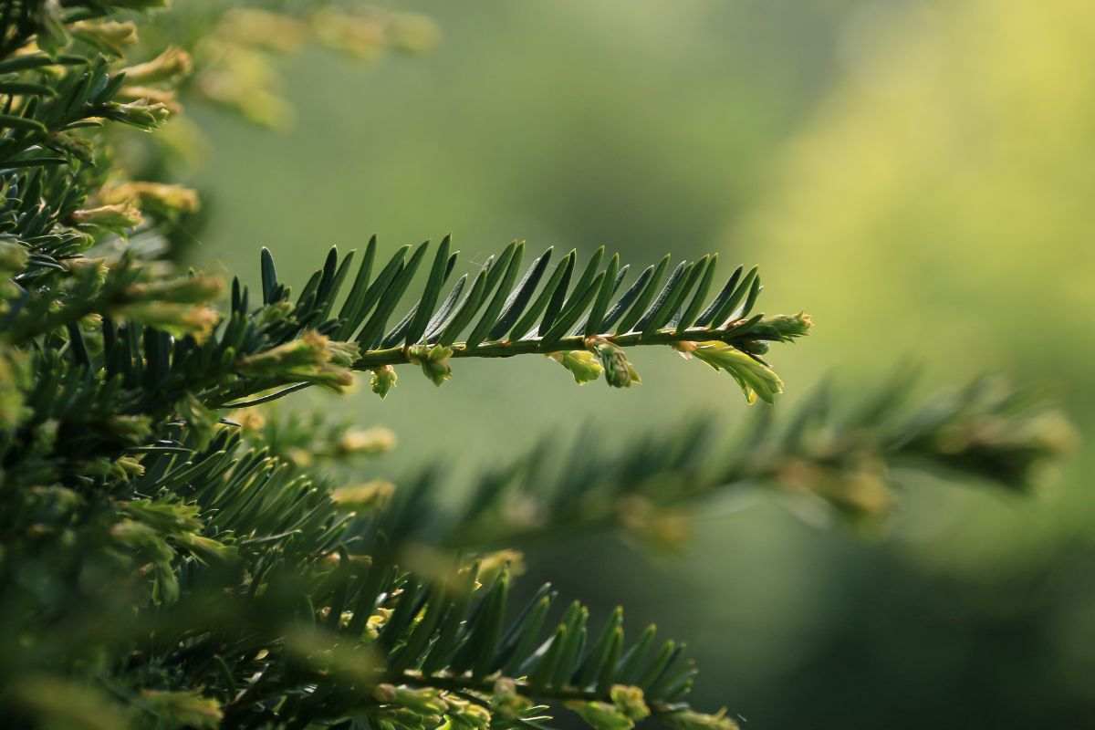 alberi sempreverdi per il tuo giardino