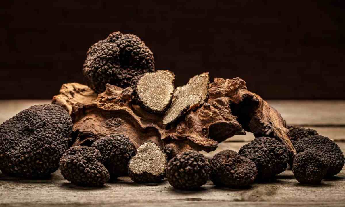 Tartufo