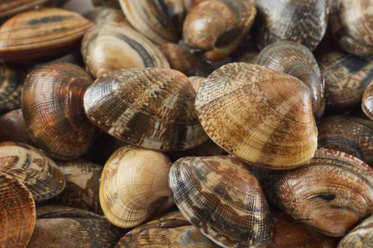 vongole 