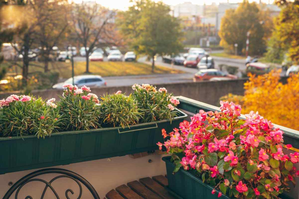 cineraria la piantina per abbellire il tuo balcone