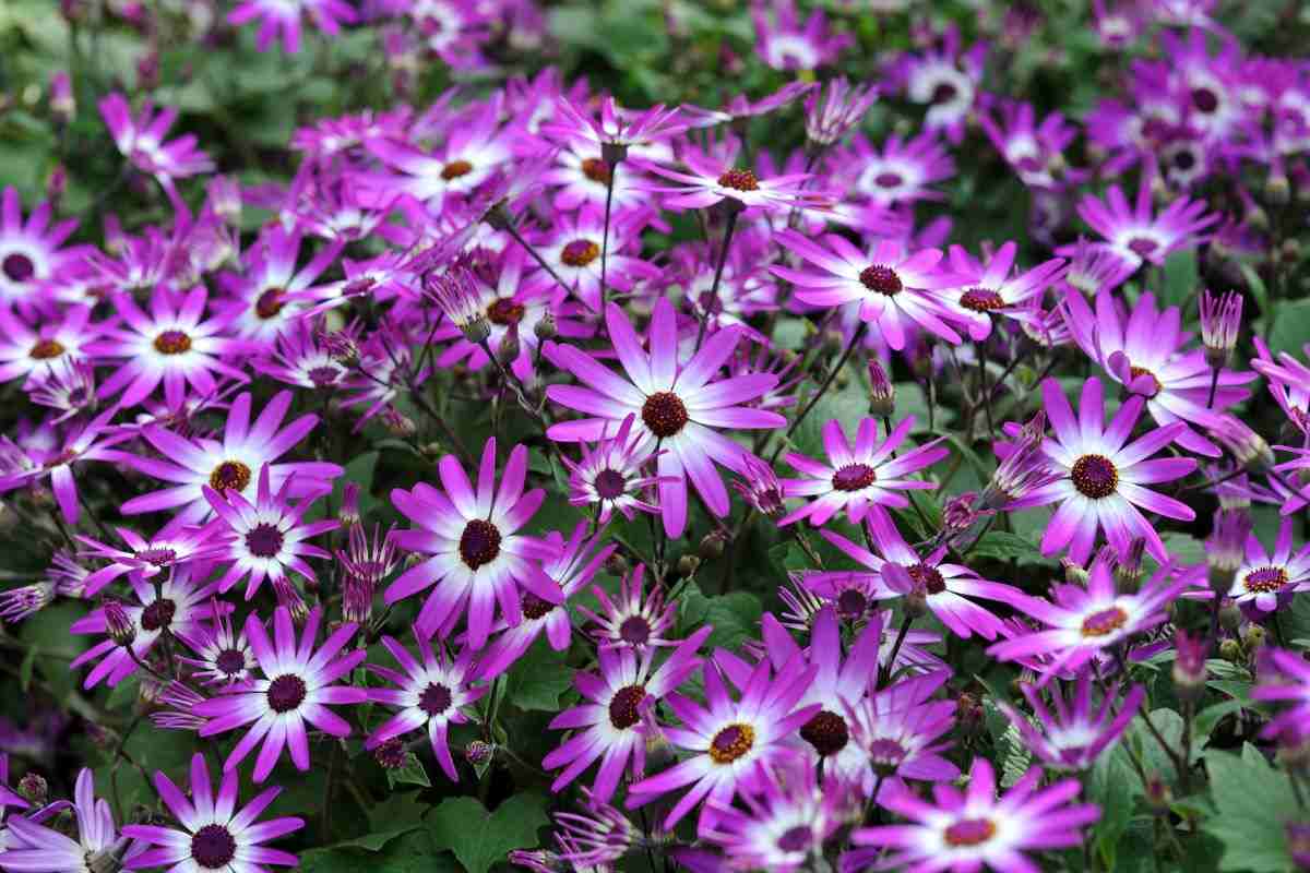 balcone fiorito cineraria la piantina per abbellire il tuo balcone