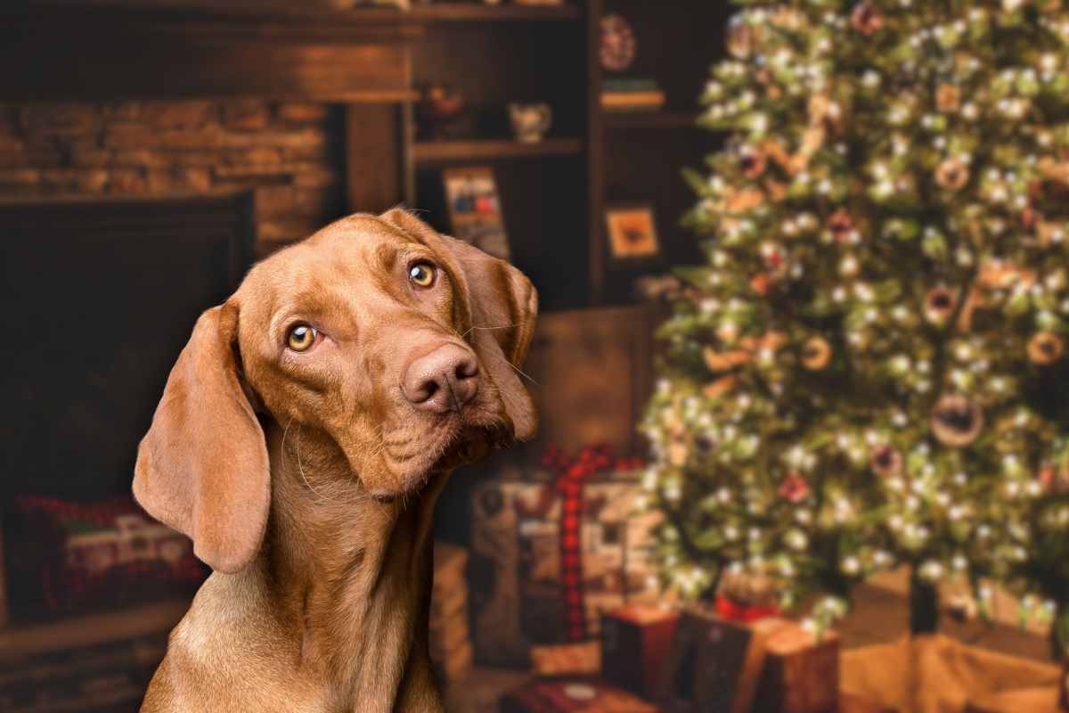 decorazione pericolosa animali