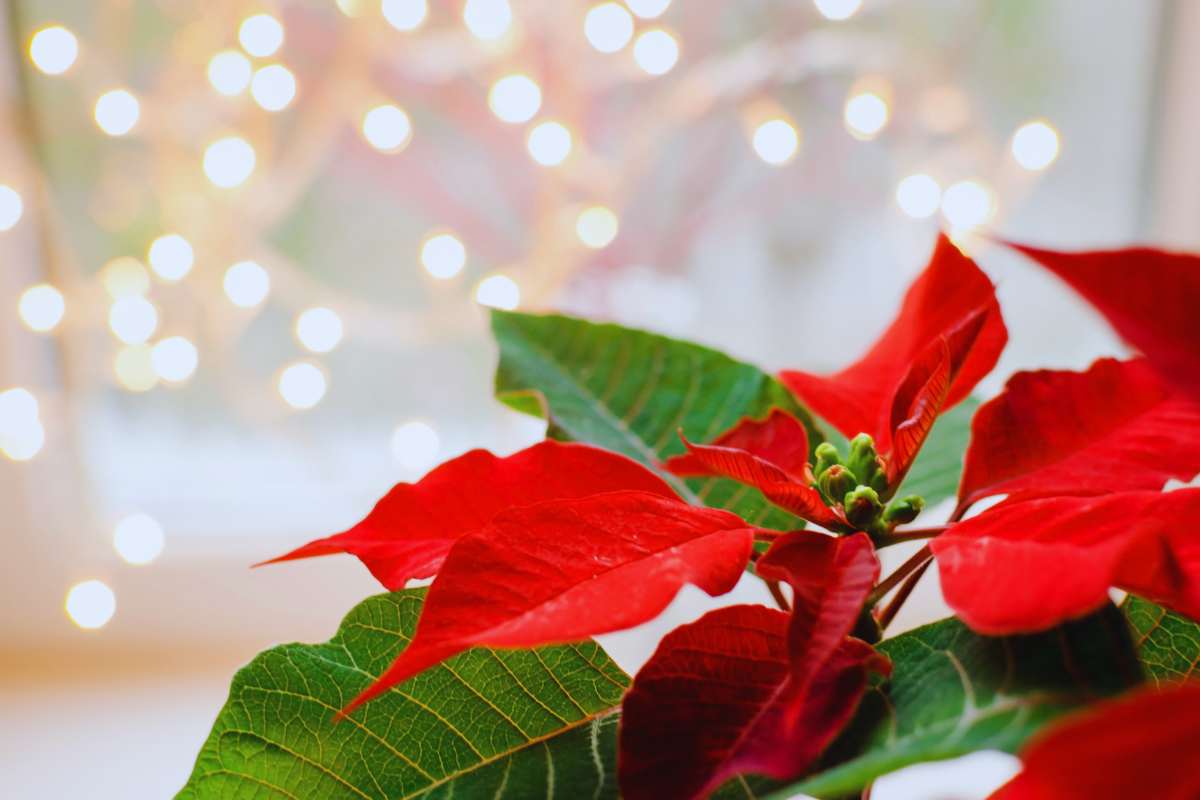 stella di natale Neanche 5 euro e avrai la casa più bella del quartiere