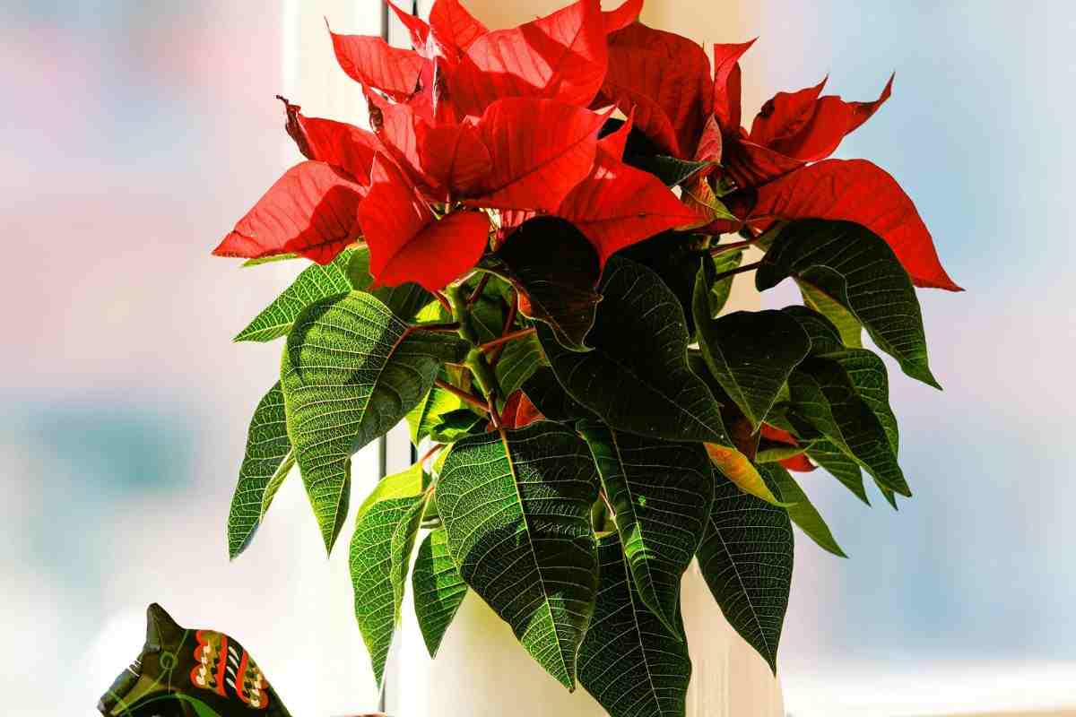 ikea piante natalizie