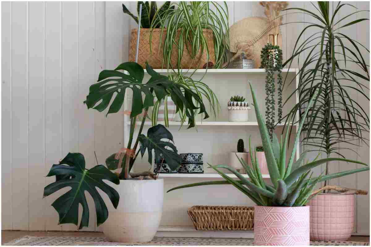 Piante in casa utilità